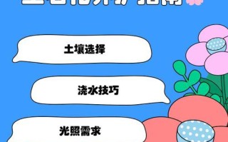 生石花的浇水技巧（了解生石花的生长需求，正确浇水以促进健康生长）