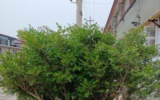 黄杨是否会开花（探究黄杨的生长习性）