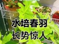 以水培春羽繁茂生长的秘诀（探秘春羽水培法，打造绿意盎然的室内花园）