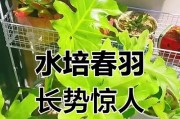以水培春羽繁茂生长的秘诀（探秘春羽水培法，打造绿意盎然的室内花园）