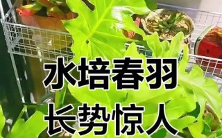 以水培春羽繁茂生长的秘诀（探秘春羽水培法，打造绿意盎然的室内花园）
