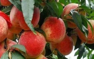 冬桃种植指南