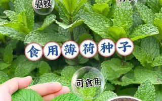 薄荷种植的最佳时间（种植季节、育苗、管理及采摘技巧）