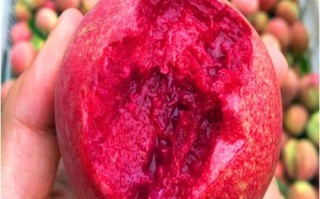 北方可以种植的桃树品种推荐（选购、栽种、养护全攻略）