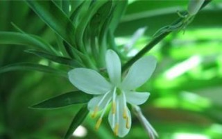 探究吊兰是花还是草？（解密吊兰的生命之谜）