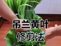 吊蓝叶子黄的原因及解决方法（探究吊蓝叶子黄的可能原因和恢复方法）