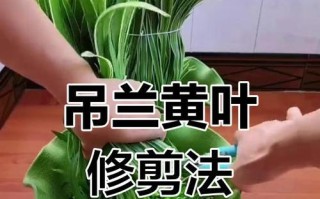 吊蓝叶子黄的原因及解决方法（探究吊蓝叶子黄的可能原因和恢复方法）