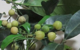 香樟树的生长特征与分类（探究香樟树是否为木本植物）
