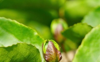 百香果是否能结果？（探究百香果植株的果实结实与否）