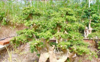 如何防止节白蜡发芽？（蜡果园主的教练经验分享）