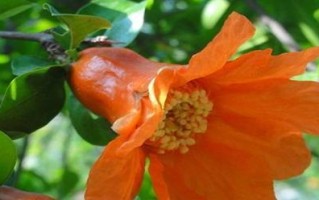 石榴开花季节解析（春夏秋季的开花时机及品种特点）