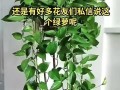 绿萝长虫的防治方法（家中绿萝发现虫害？快来学习如何防治！）