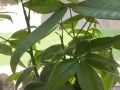 大叶榕叶片发黑的原因与治理措施（探寻大叶榕叶片发黑的根源与有效处理方法）