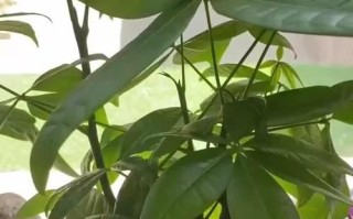 大叶榕叶片发黑的原因与治理措施（探寻大叶榕叶片发黑的根源与有效处理方法）