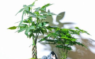 五路发财树盆栽技巧（打造财运滚滚的五路发财树盆栽）