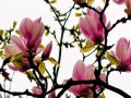 探秘“和玉兰”之外——常被人误认为玉兰的花种