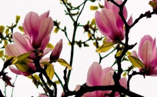 探秘“和玉兰”之外——常被人误认为玉兰的花种