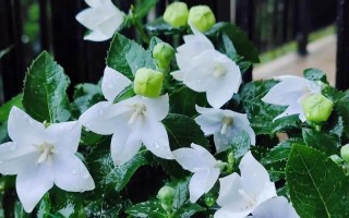 享受花海的喜悦——如何养护好自己的桔梗（桔梗养殖方法及养护要点详解，让您花样满满）