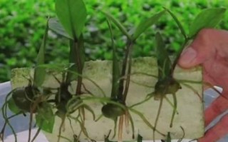 水培金钱树施肥技巧大揭秘（以水培方式种植金钱树的正确施肥方法）