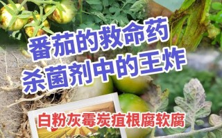 番茄病害防治（药物治疗与预防）
