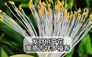 发财树开花的奇迹（探秘发财树开花的神秘魅力）