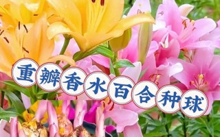 香水百合花的颜色（探寻香水百合花的美丽色彩）