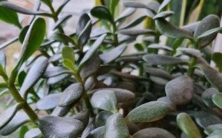 水培燕子掌的培养技巧（掌握方法，轻松水培）