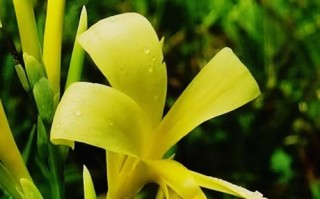 美人蕉花的寓意与象征（探寻美人蕉花的深刻含义）