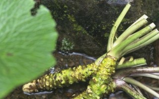 黄独的根茎（营养丰富、味道独特，品尝黄独根茎的美味之旅）
