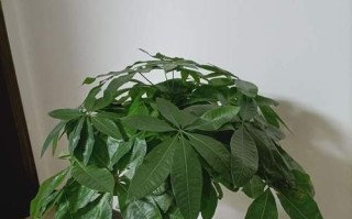 发财树盆如何避免积水问题（解决发财树盆积水问题的有效方法）