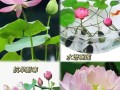 冬季养护碗莲的秘诀（让碗莲在寒冷的冬季绽放更美丽的花朵）