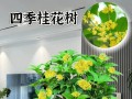 延长桂花树花期的方法（掌握关键技巧，让桂花开得更长久）