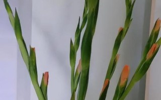 剑兰的生长环境和适宜放置场所（如何为剑兰提供理想生长环境）