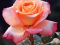 解读49朵玫瑰花花语的含义（探究不同数量的玫瑰花代表的意义）