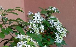 九里香开花周期解析（九里香每年开花一次，为何如此稳定？）
