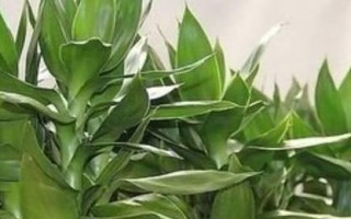 富贵竹不发芽怎么办？（富贵竹不发芽的原因及解决方法）