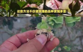 直接种植玫瑰花种子的方法与技巧（一步一步教你种出美丽的玫瑰花园）