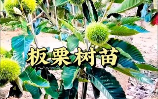 探秘栗子的生长环境（栗子在何处生长？栗子生长的地方条件如何？）