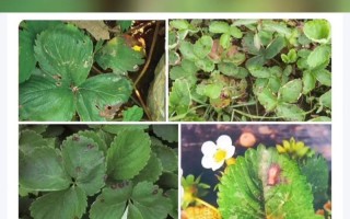 草莓病虫害防治方法与技术措施（保护草莓健康生长的有效措施）