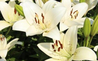 如何选择合适的摆放位置，让百合花生长茁壮？（如何选择合适的摆放位置，让百合花生长茁壮？）