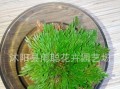 还魂草——神奇的自然草药（功效作用、食用方法及注意事项）