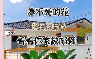 绿钻花摆放位置禁忌及卧室摆放注意事项（绿钻花可以放在卧室吗？如何摆放才不会影响健康？）