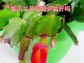 蟹爪兰花蕾掉了怎么办？（保护蟹爪兰花蕾的方法和注意事项）