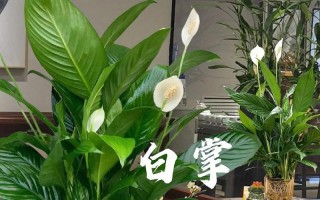 白掌有毒吗？室内养护注意事项（了解白掌的毒性，安全养护白掌）
