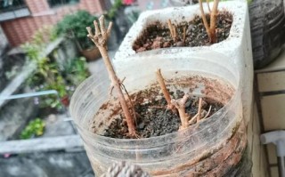如何拯救濒临死亡的绿萝（绿萝护理的关键技巧及注意事项）