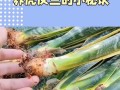 虎皮兰的养殖技巧与肥料需求（打造健康虎皮兰，肥料是关键！）