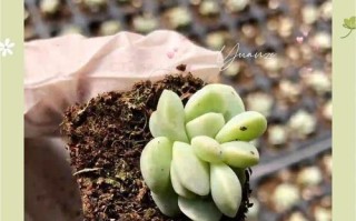 多肉树冰的养护与状态（打造多肉树冰健康生长的秘诀）