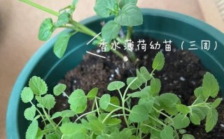 薄荷种子的最佳播种时间（种植薄荷的关键，早春或秋季播种？）