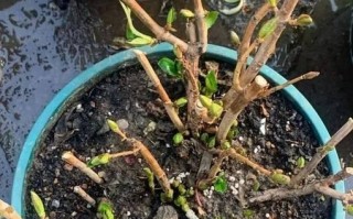 解决花草枯萎的方法（如何挽救因缺水而枯萎的花草？）