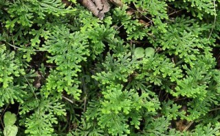 卷柏的种类、特点及应用（探寻卷柏植物的生态学特征、栽培技巧、医疗价值与园林用途）